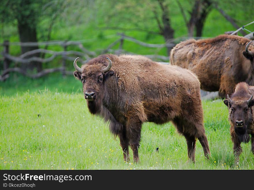 Bison, Wildlife, Terrestrial Animal, Cattle Like Mammal