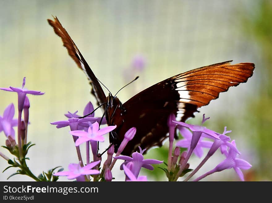 Butterfly, Moths And Butterflies, Insect, Brush Footed Butterfly