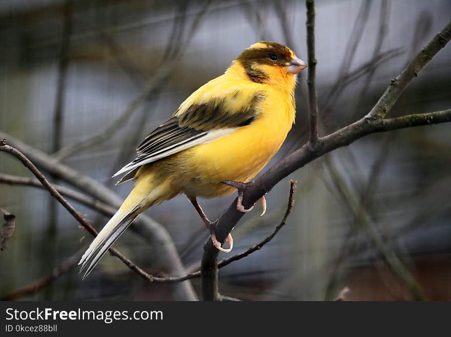 Bird, Fauna, Beak, Finch