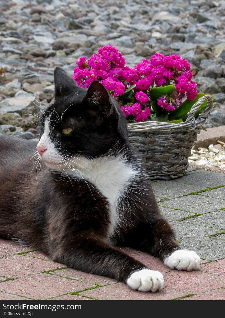 Cat, Flower, Small To Medium Sized Cats, Whiskers