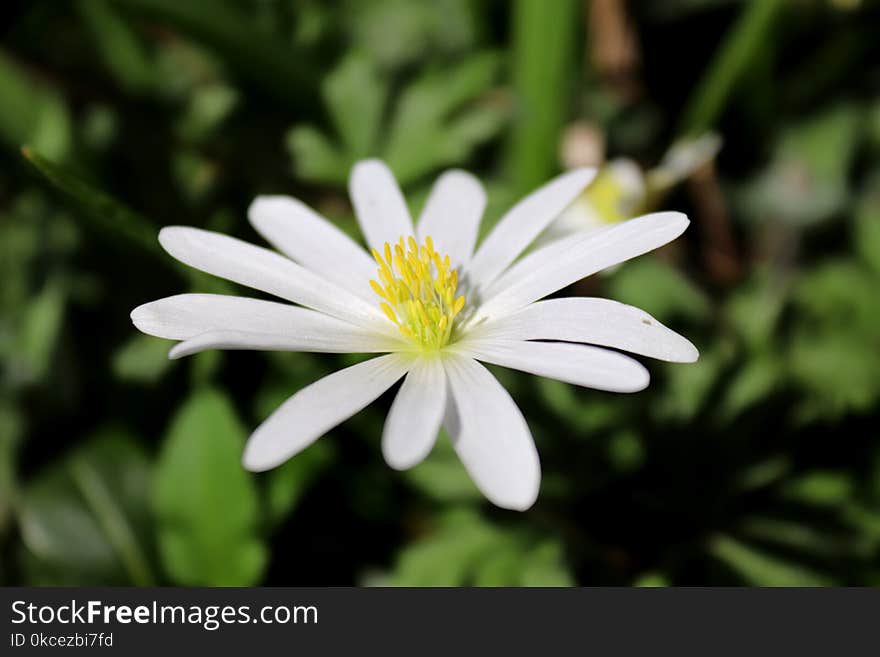 Flower, Flora, White, Plant