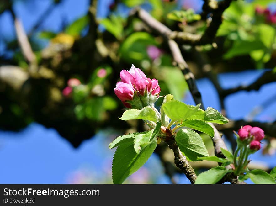 Plant, Flower, Blossom, Branch