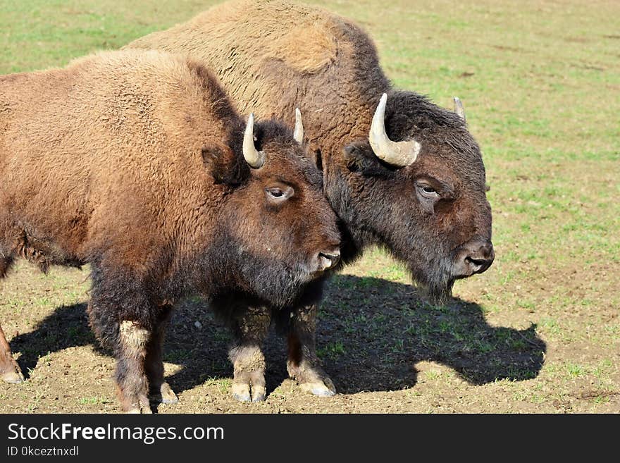 Bison, Cattle Like Mammal, Terrestrial Animal, Wildlife