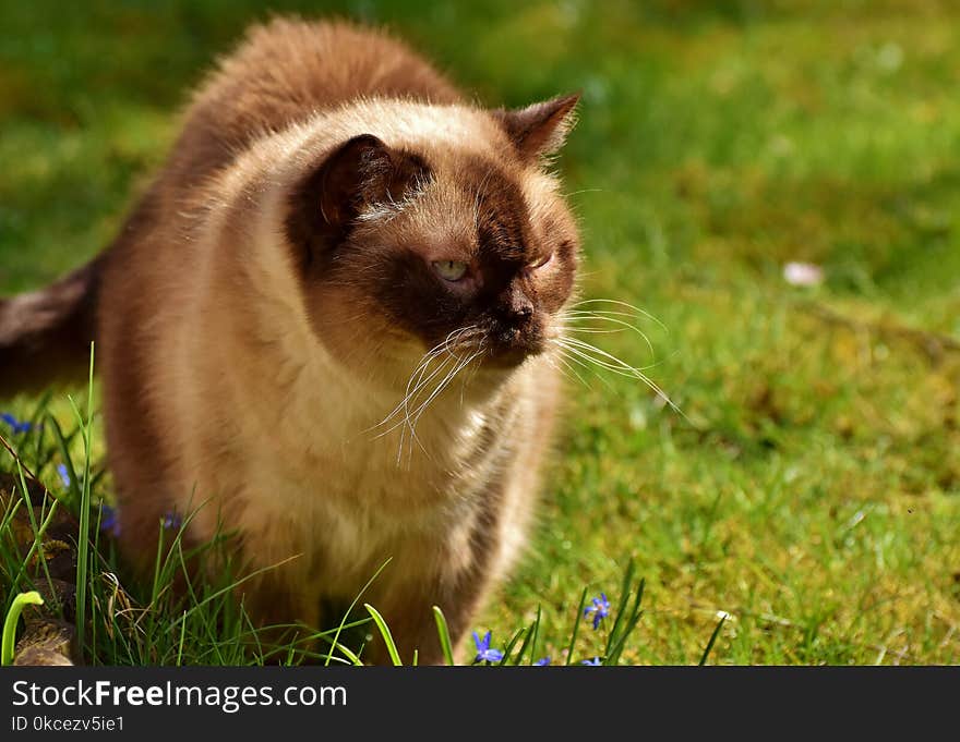 Cat, Fauna, Whiskers, Small To Medium Sized Cats