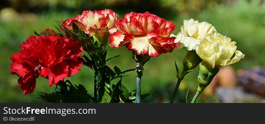 Flower, Plant, Flowering Plant, Wildflower