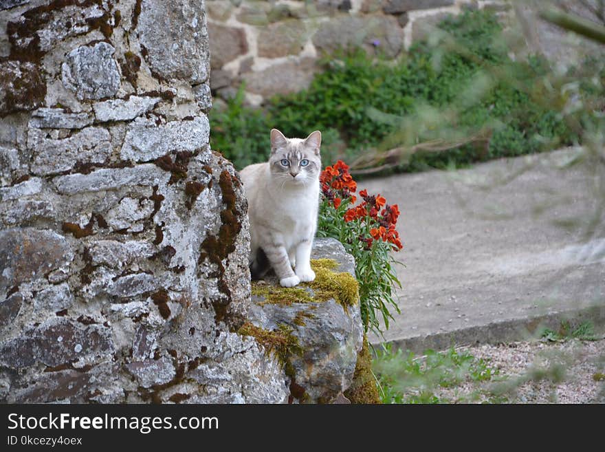 Cat, Fauna, Small To Medium Sized Cats, Cat Like Mammal