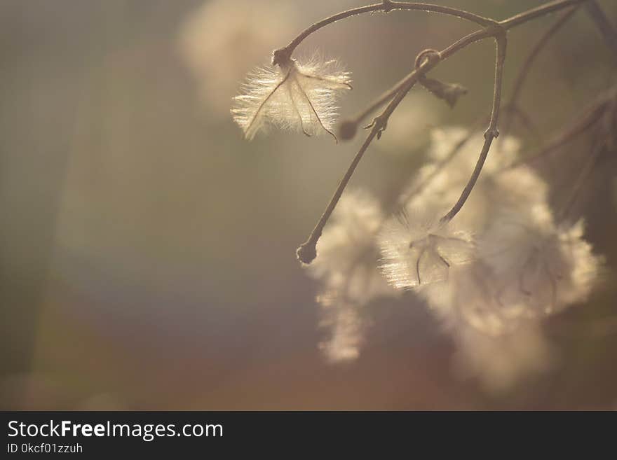 Leaf, Morning, Twig, Branch