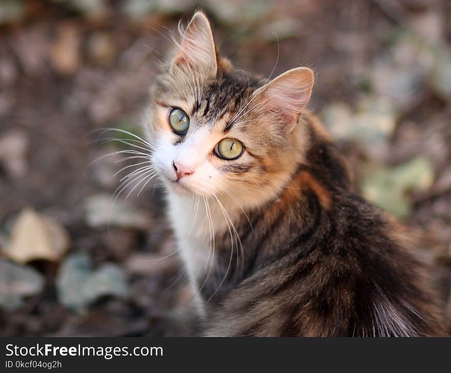 Cat, Whiskers, Fauna, Small To Medium Sized Cats