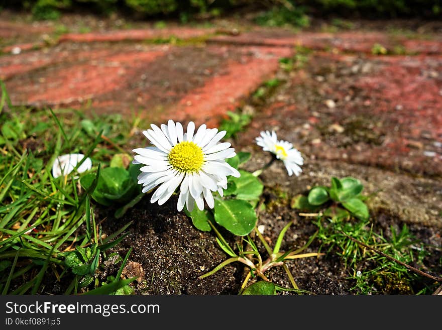 Flower, Plant, Flora, Daisy