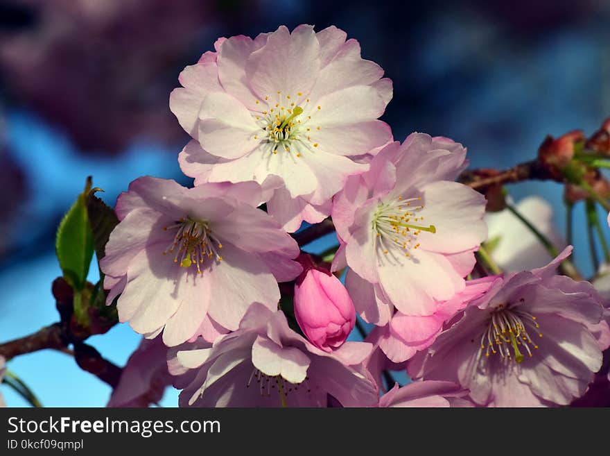 Flower, Blossom, Spring, Cherry Blossom