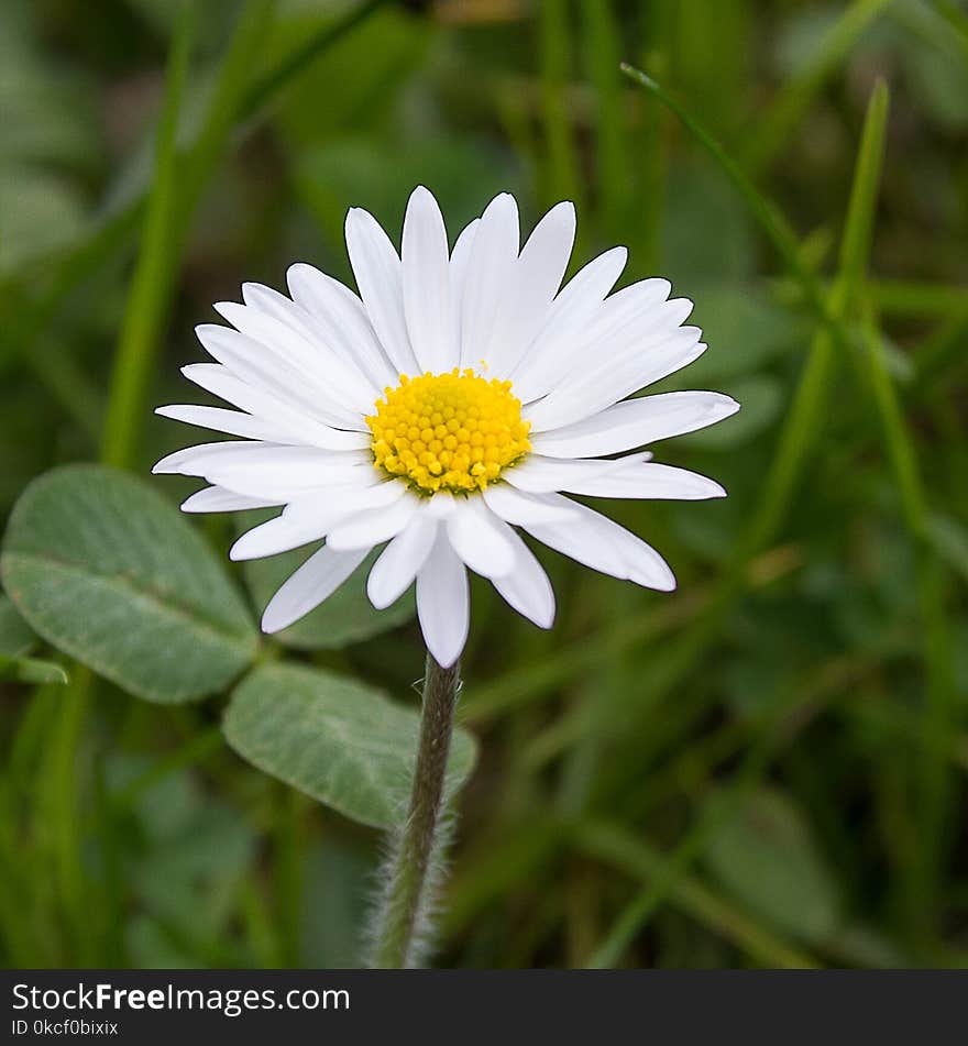 Flower, Plant, Flora, Oxeye Daisy