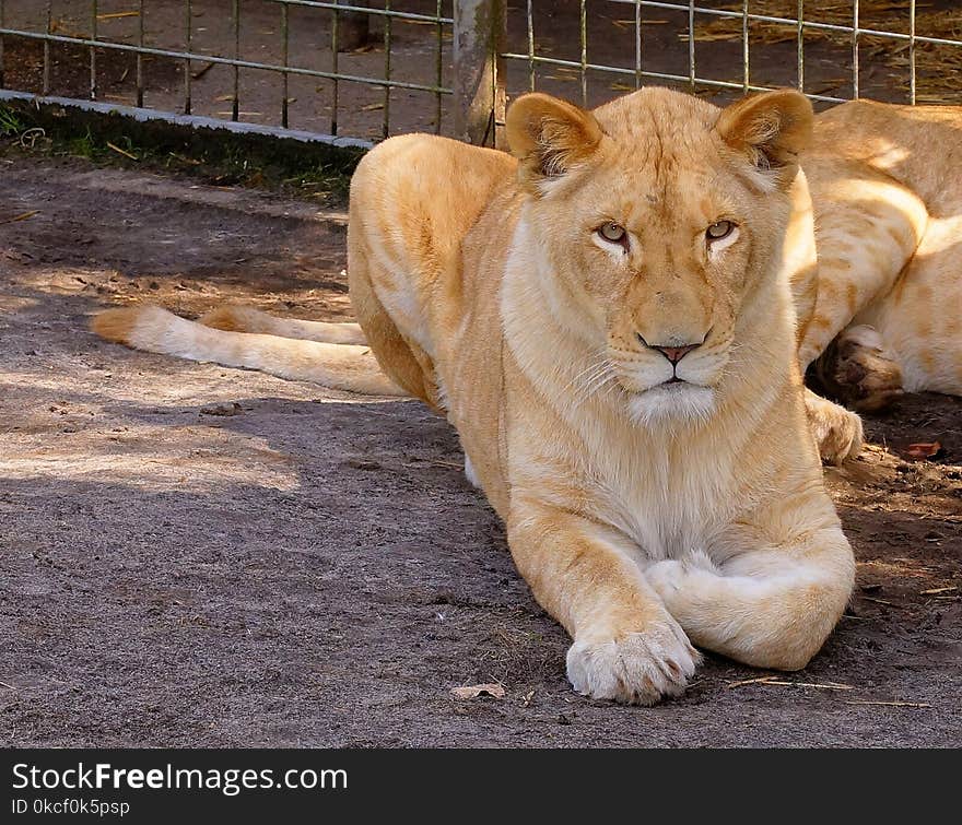 Lion, Wildlife, Mammal, Fauna