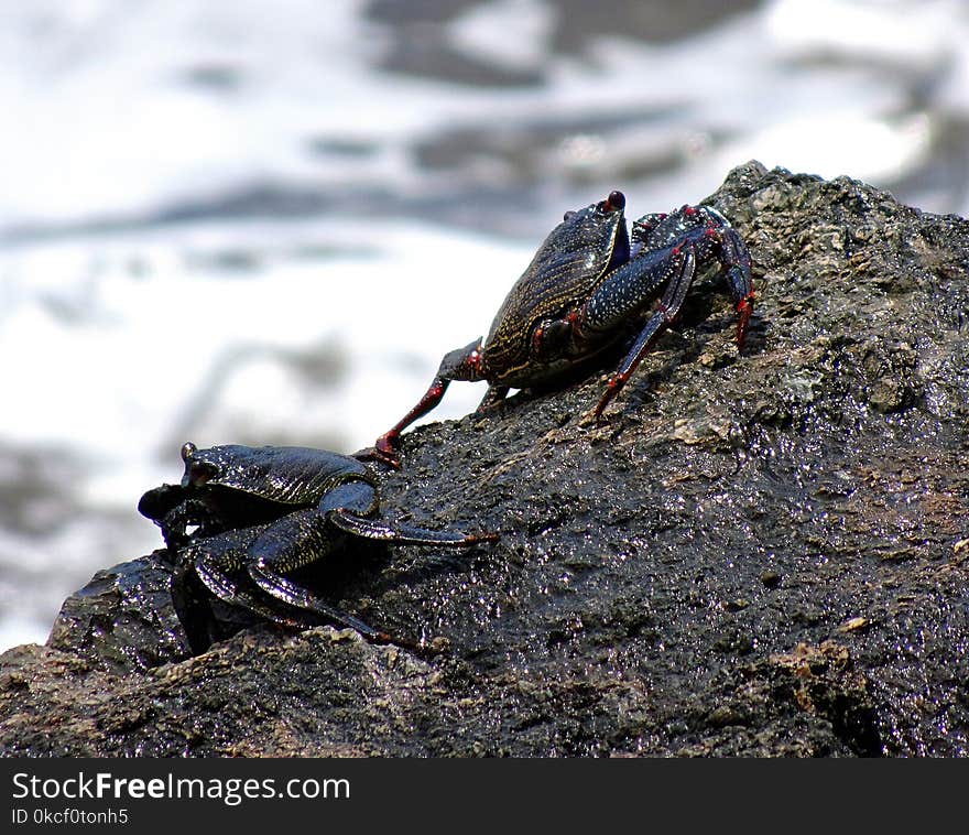 Amphibian, Decapoda, Animal Source Foods, Crab