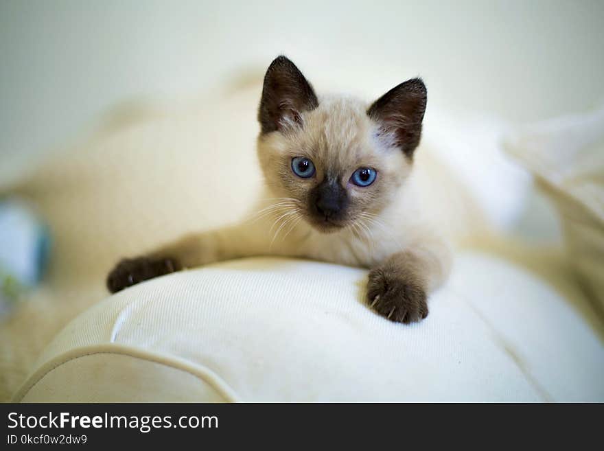 Cat, Siamese, Thai, Small To Medium Sized Cats