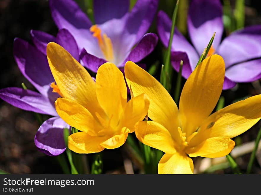 Flower, Plant, Crocus, Yellow