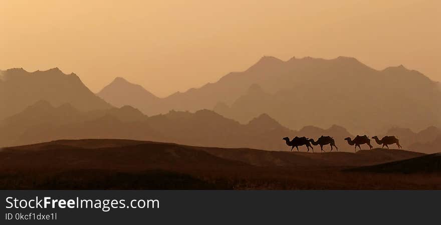 Ecosystem, Sky, Desert, Camel