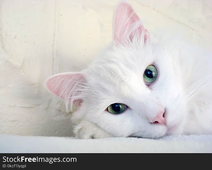 Cat, White, Face, Skin