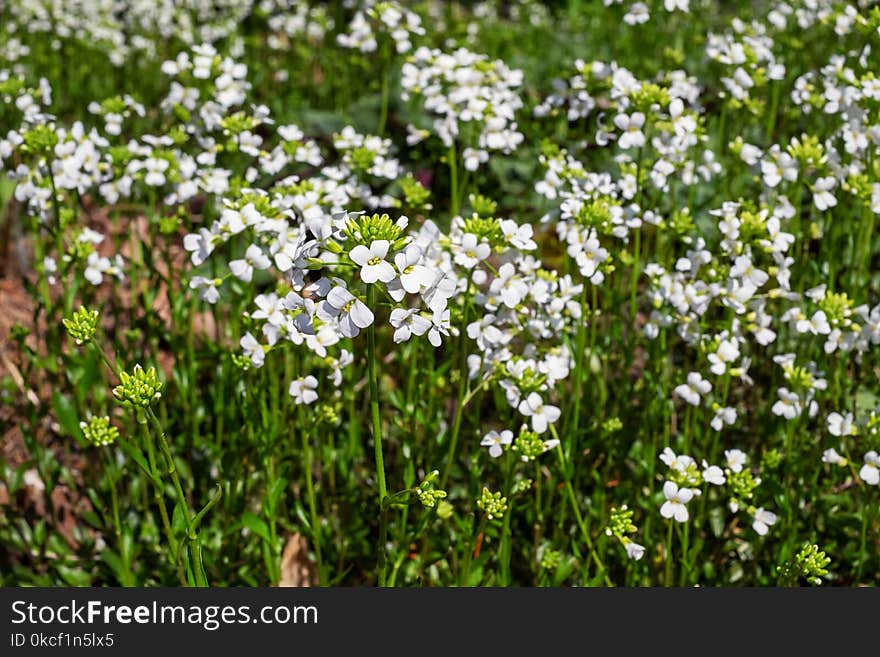 Flower, Flora, Plant, Spring