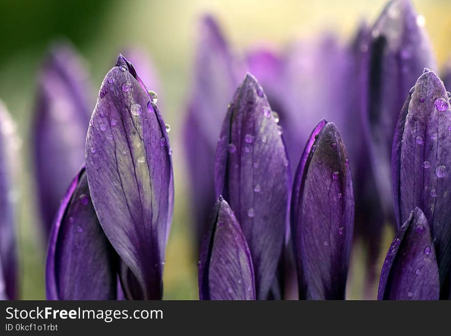 Flower, Violet, Purple, Crocus