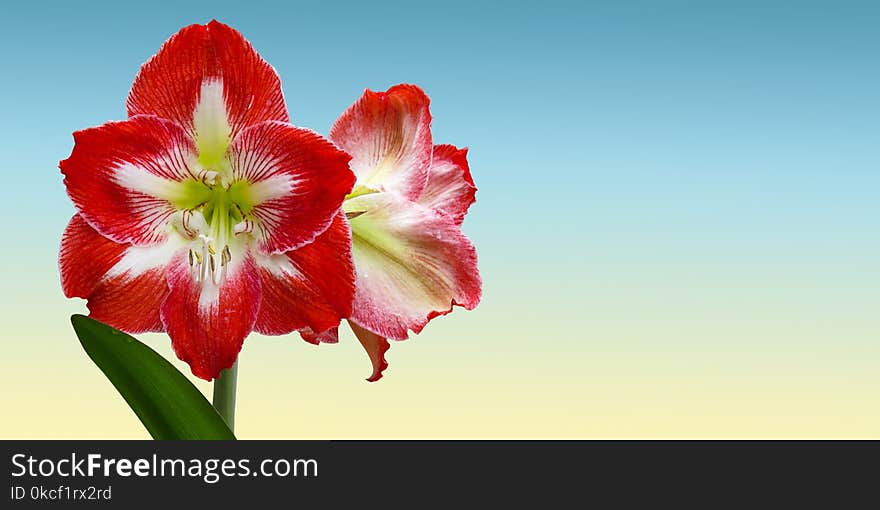 Flower, Flowering Plant, Plant, Amaryllis Belladonna