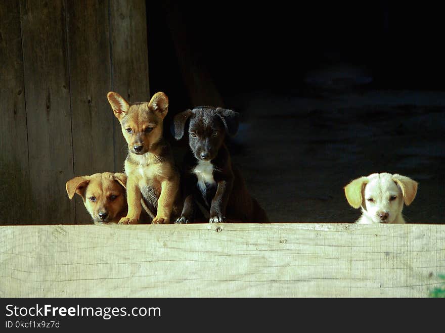 Dog, Dog Like Mammal, Dog Breed, Street Dog