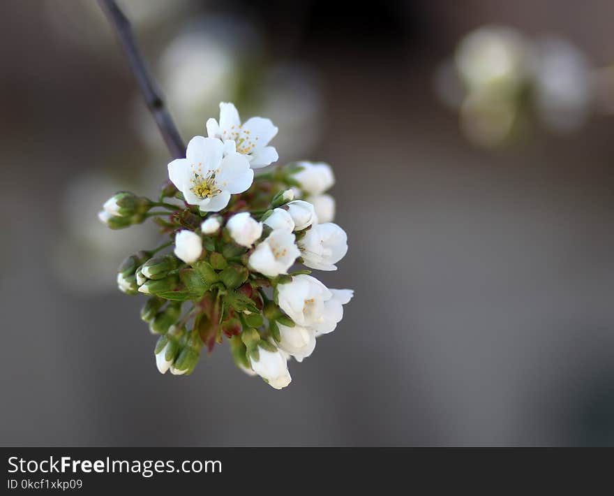 Blossom, Branch, Flower, Spring