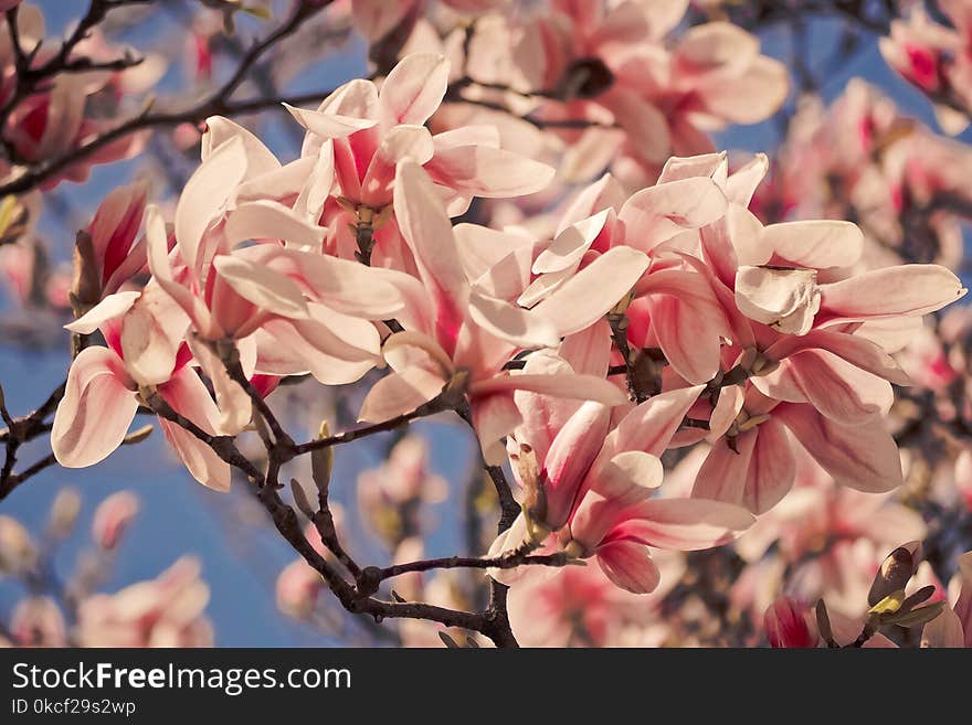 Flower, Pink, Blossom, Plant