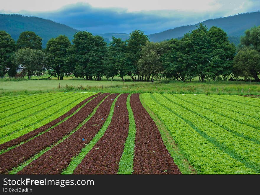 Field, Agriculture, Crop, Vegetation