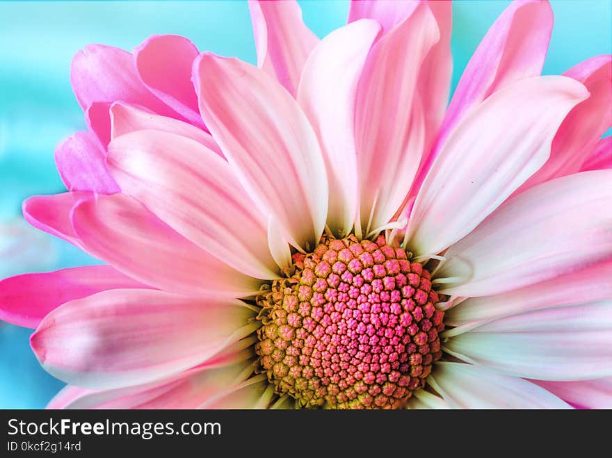 Flower, Pink, Flowering Plant, Petal