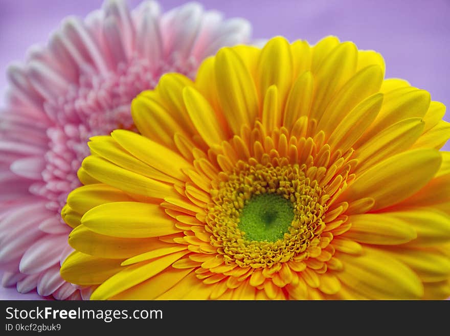 Flower, Yellow, Gerbera, Close Up