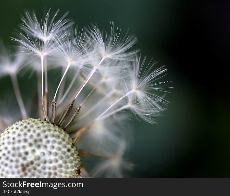 Flower, Dandelion, Plant, Close Up