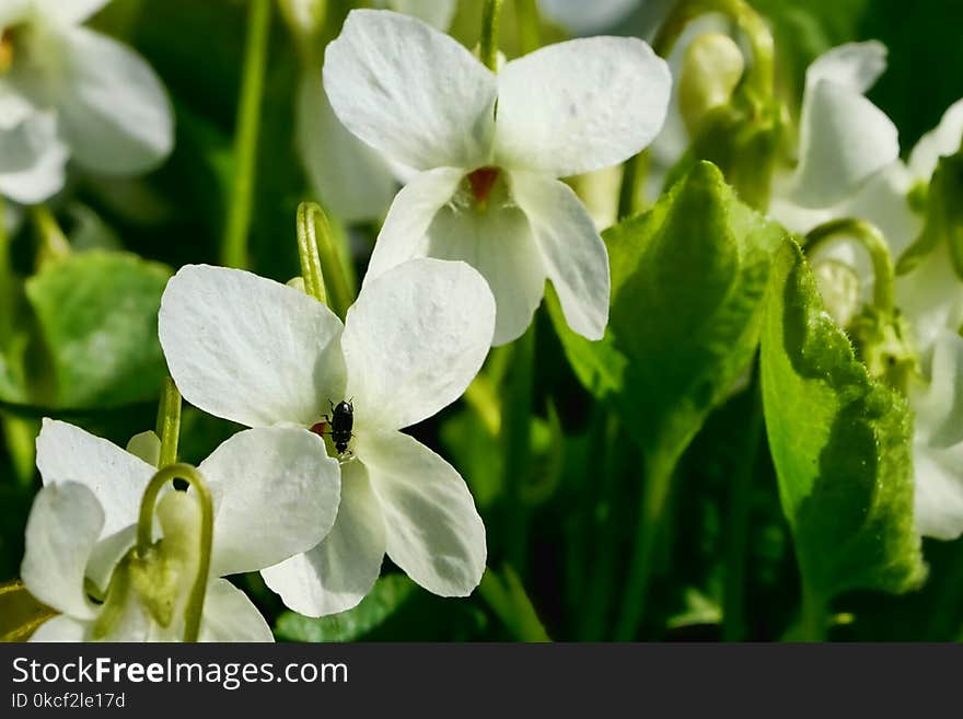 Flower, Plant, Flora, Violet Family