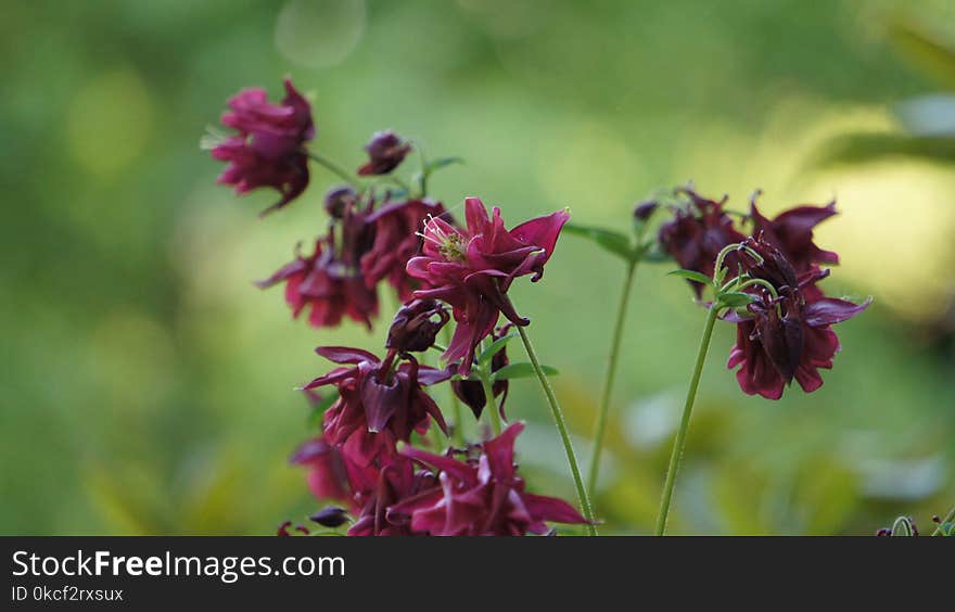 Flower, Plant, Purple, Flora