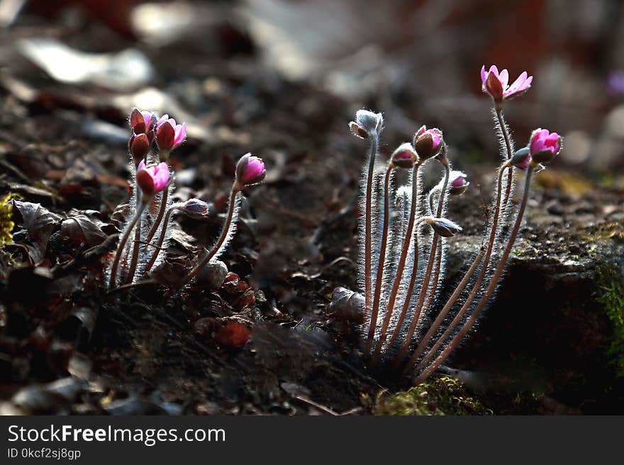 Plant, Flora, Vegetation, Flower