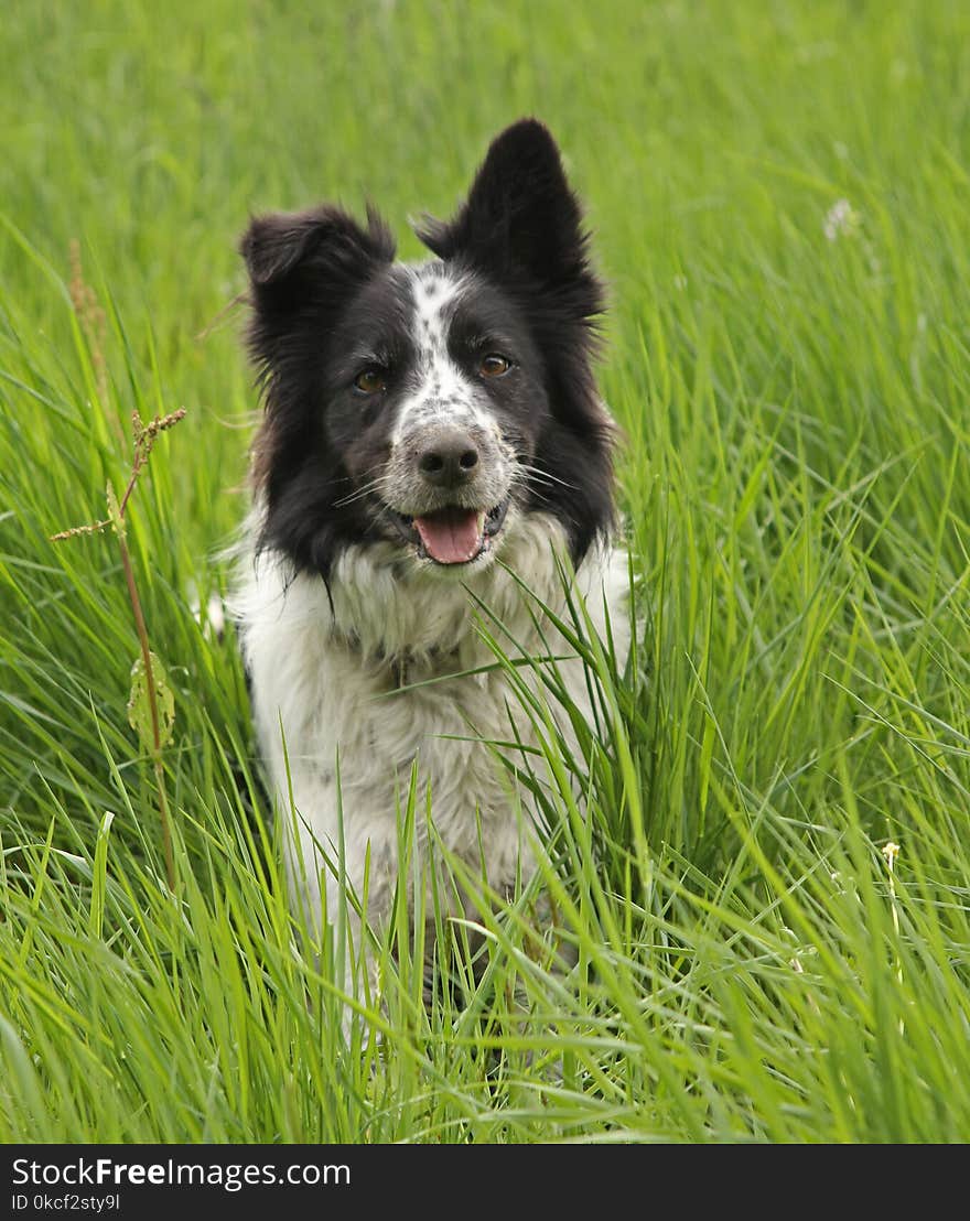 Dog, Dog Breed, Dog Like Mammal, Border Collie