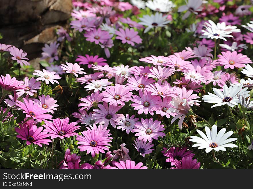 Flower, Plant, Flora, Flowering Plant