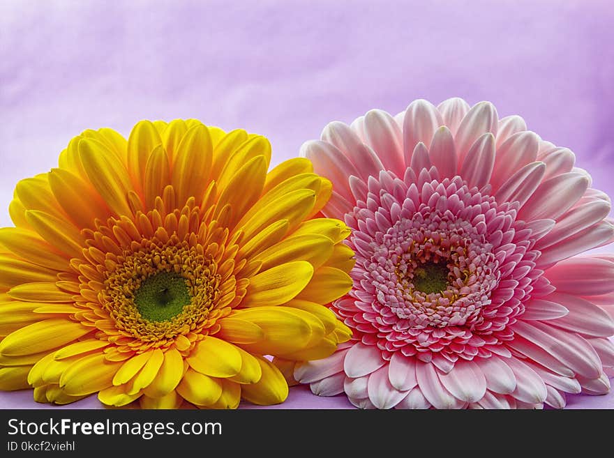 Flower, Yellow, Gerbera, Flowering Plant