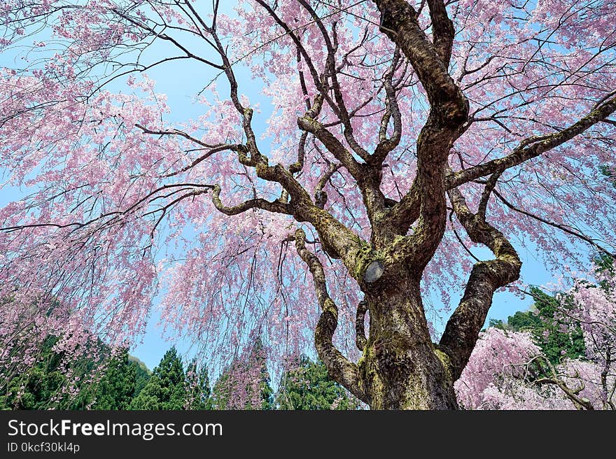 Tree, Nature, Plant, Flower