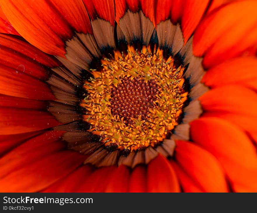 Flower, Yellow, Flora, Orange