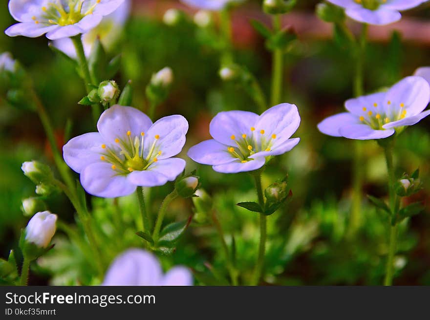 Flower, Flora, Plant, Wildflower