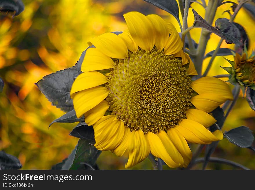 Flower, Sunflower, Yellow, Flora