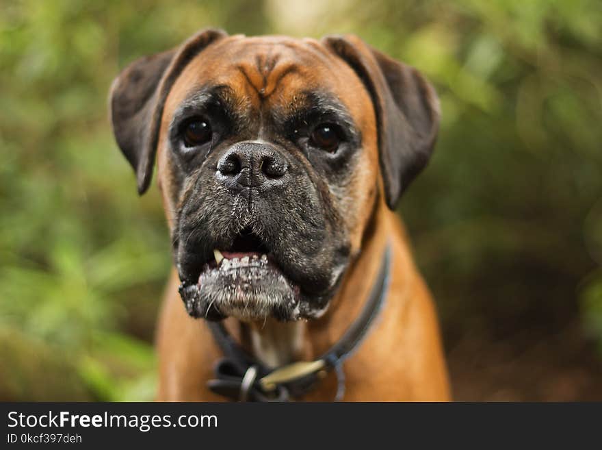 Dog, Dog Like Mammal, Dog Breed, Boxer