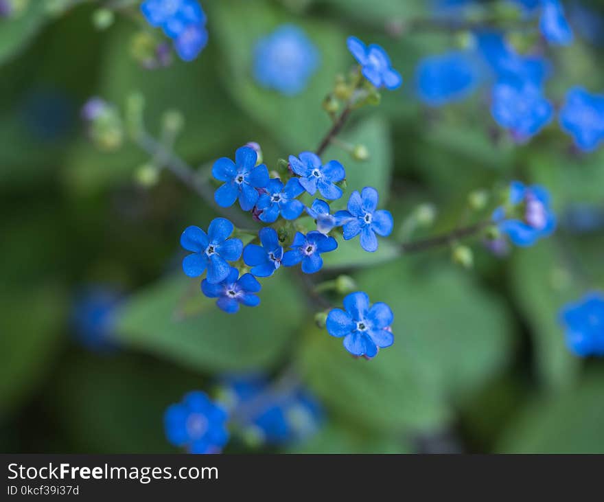 Blue, Flower, Plant, Flowering Plant