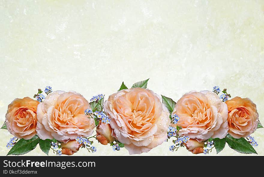 Flower, Rose, Rose Family, Flower Arranging