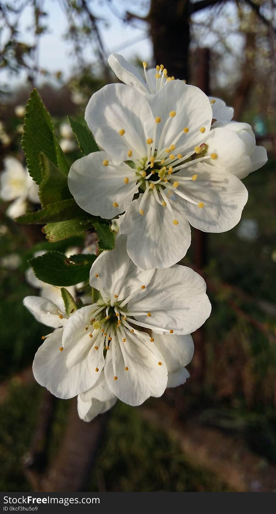 White, Flower, Blossom, Spring