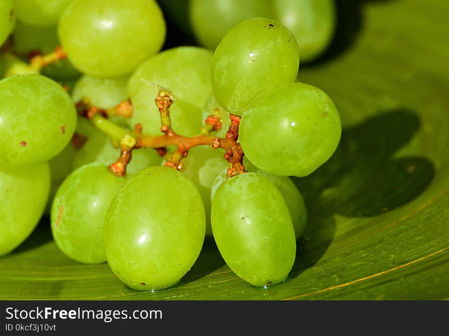 Grape, Fruit, Grapevine Family, Seedless Fruit