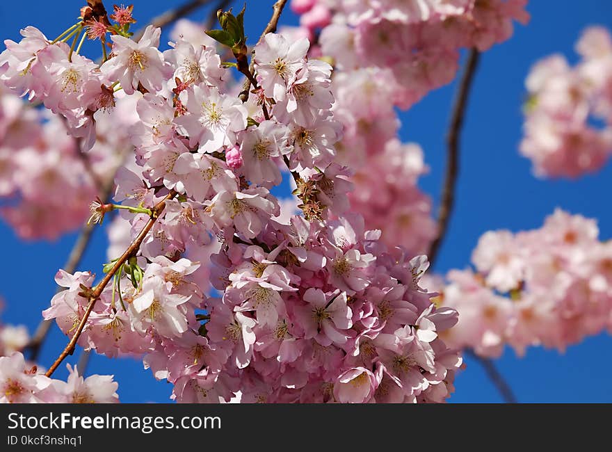 Blossom, Pink, Flower, Spring