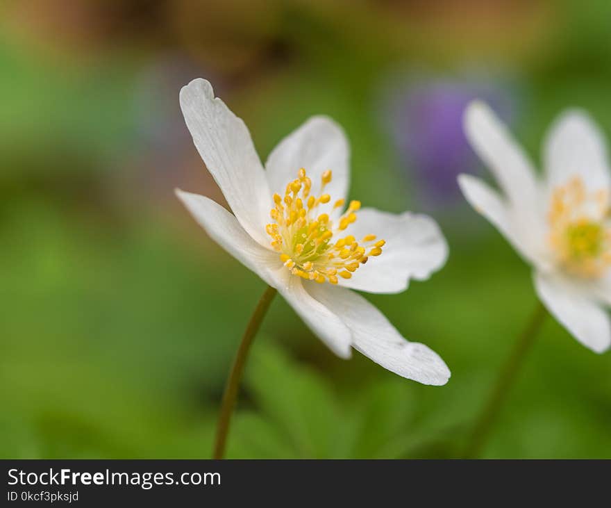 Flower, Flora, Wildflower, Close Up