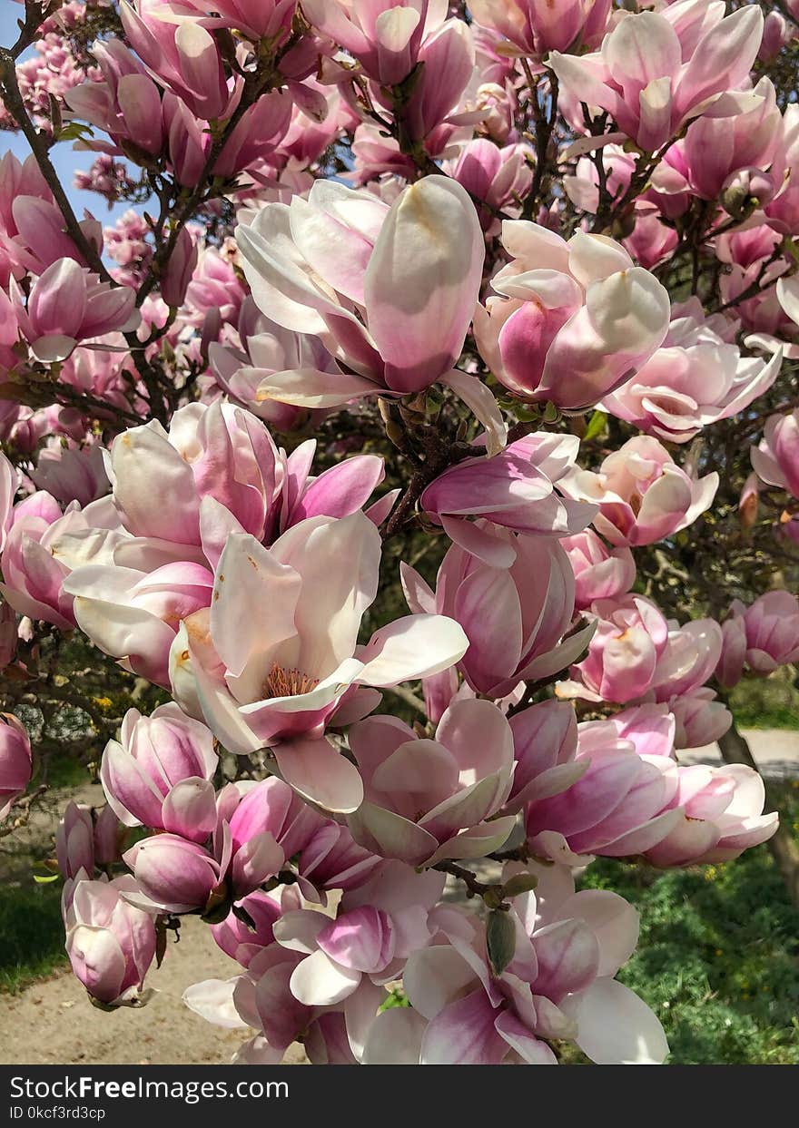 Flower, Plant, Flowering Plant, Spring