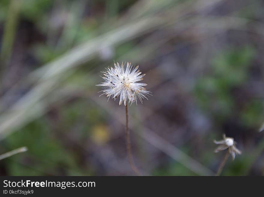 Flora, Flower, Plant, Dandelion